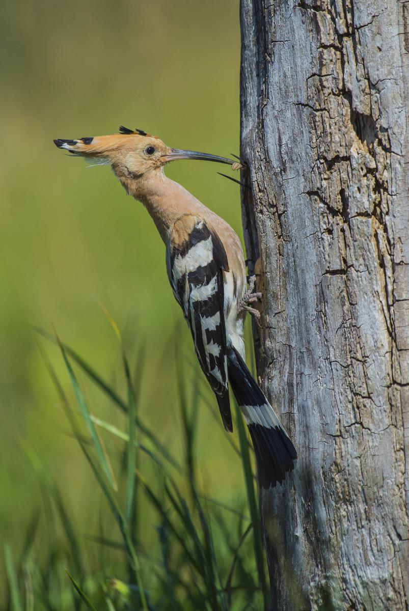 Gaál Zoltán Péter