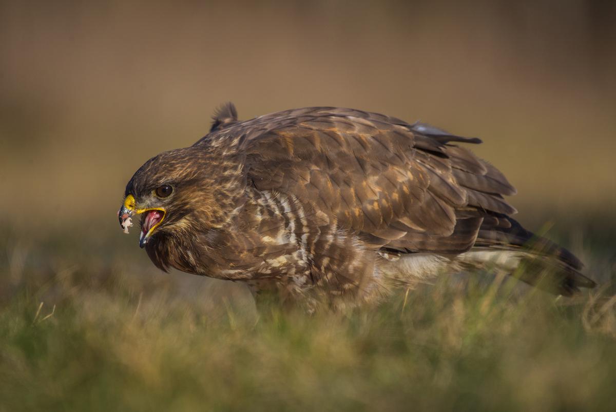 Gaál Zoltán Péter