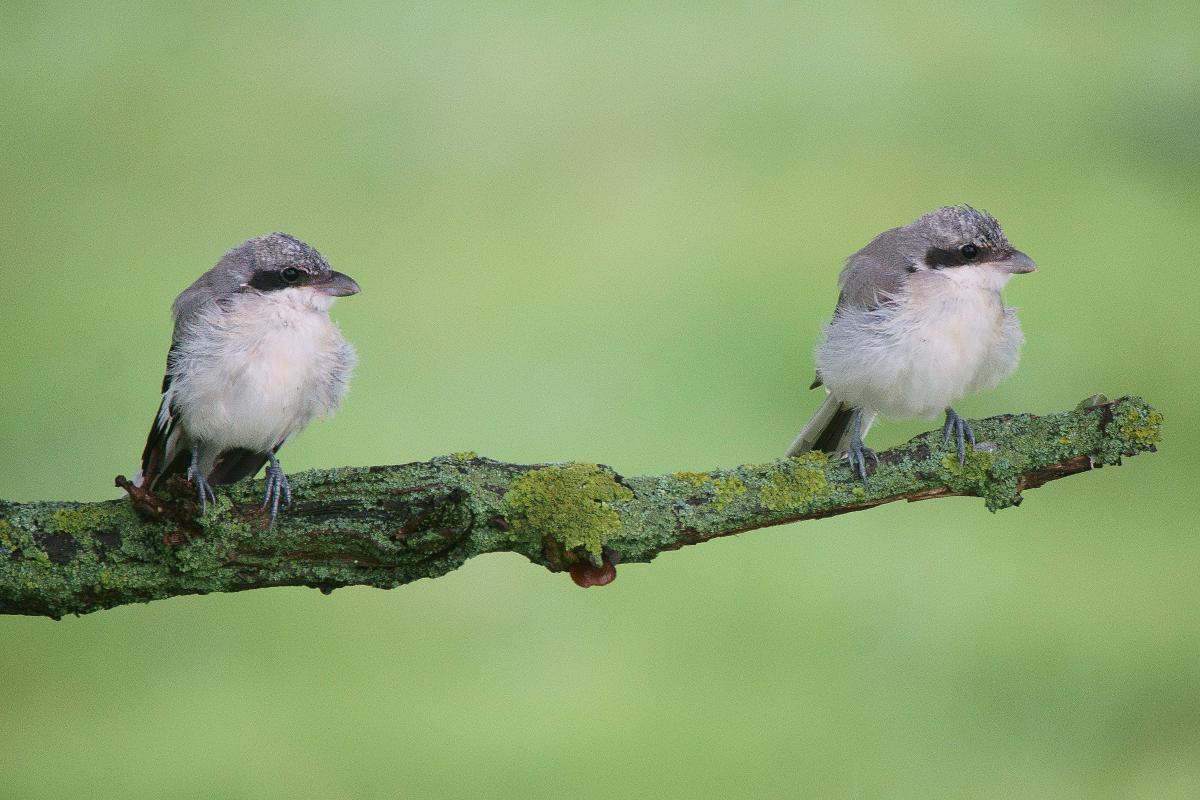 Kalmár Lajos Gábor