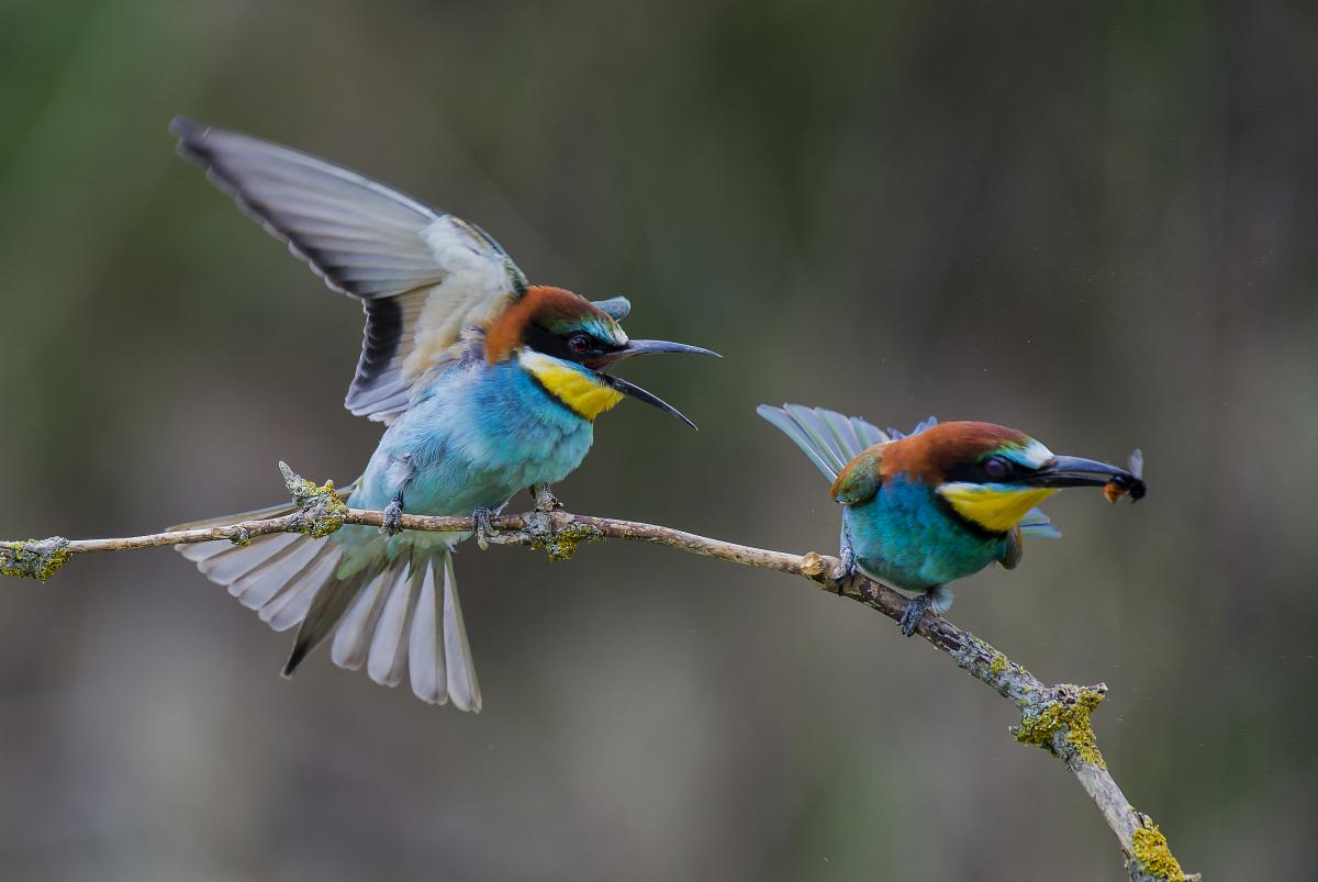 Gaál Zoltán Péter