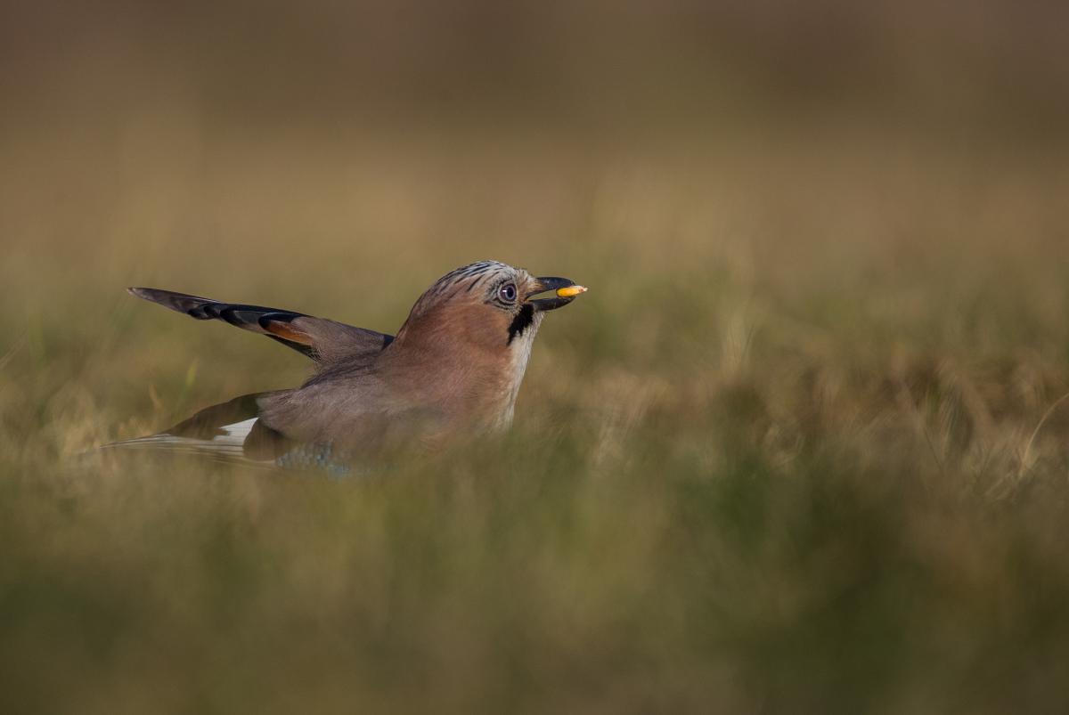Gaál Zoltán Péter