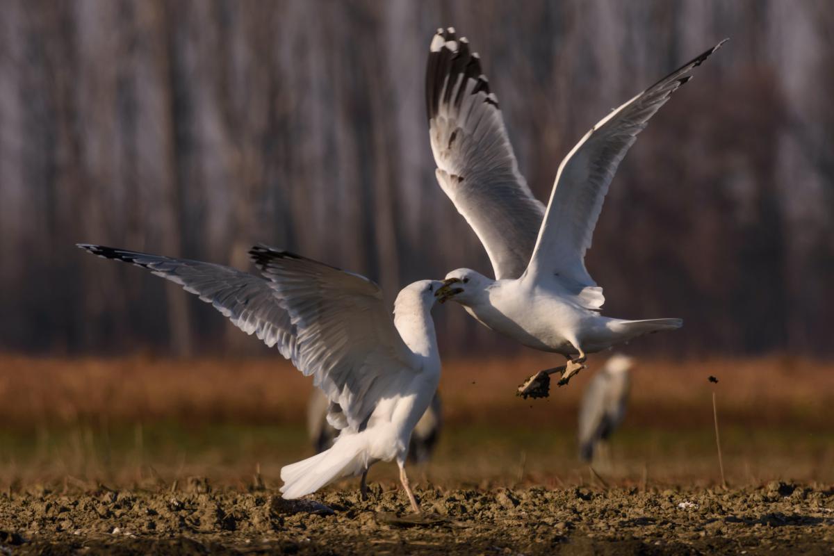 Szakolczai Krisztina