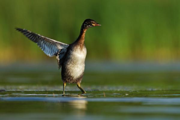 &quot;Hé paraszt! Melyik út megyen...&quot;