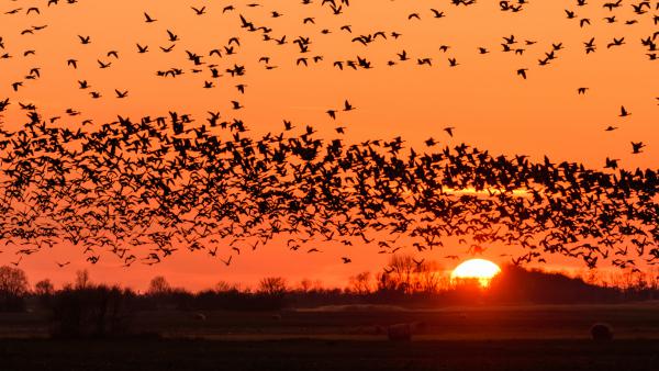 Bába-széki sokadalom
