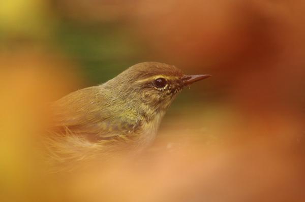 Ha felveszem az őszi szemüvegem