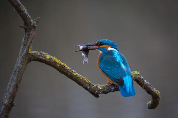 A jégmadár vacsorája