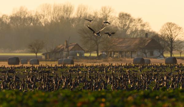 &quot;Háztáji&quot; baromfi