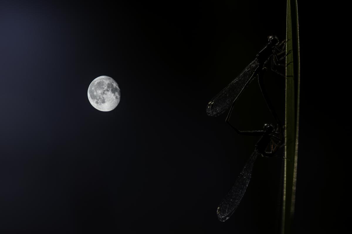 Darányiné Bakos Éva