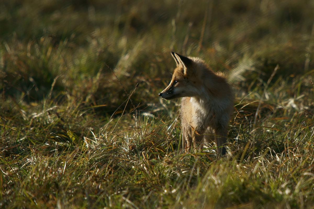 Kalmár Lajos Gábor