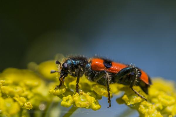 Szalagos méhészbogár