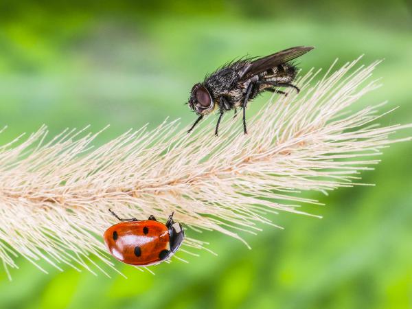 Merre mászkálsz Piroska?...