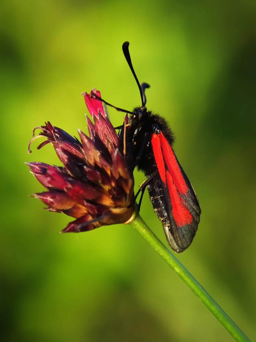 Koncz-Bisztricz Tamás