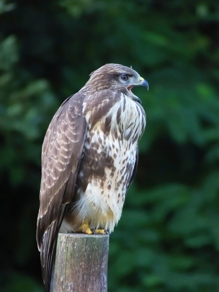 Koncz-Bisztricz Tamás