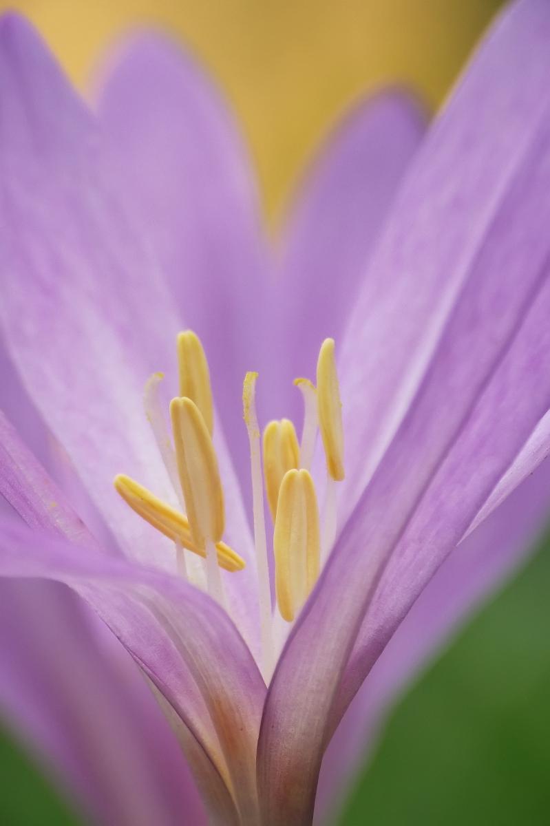 Kovács-Udvari Judit