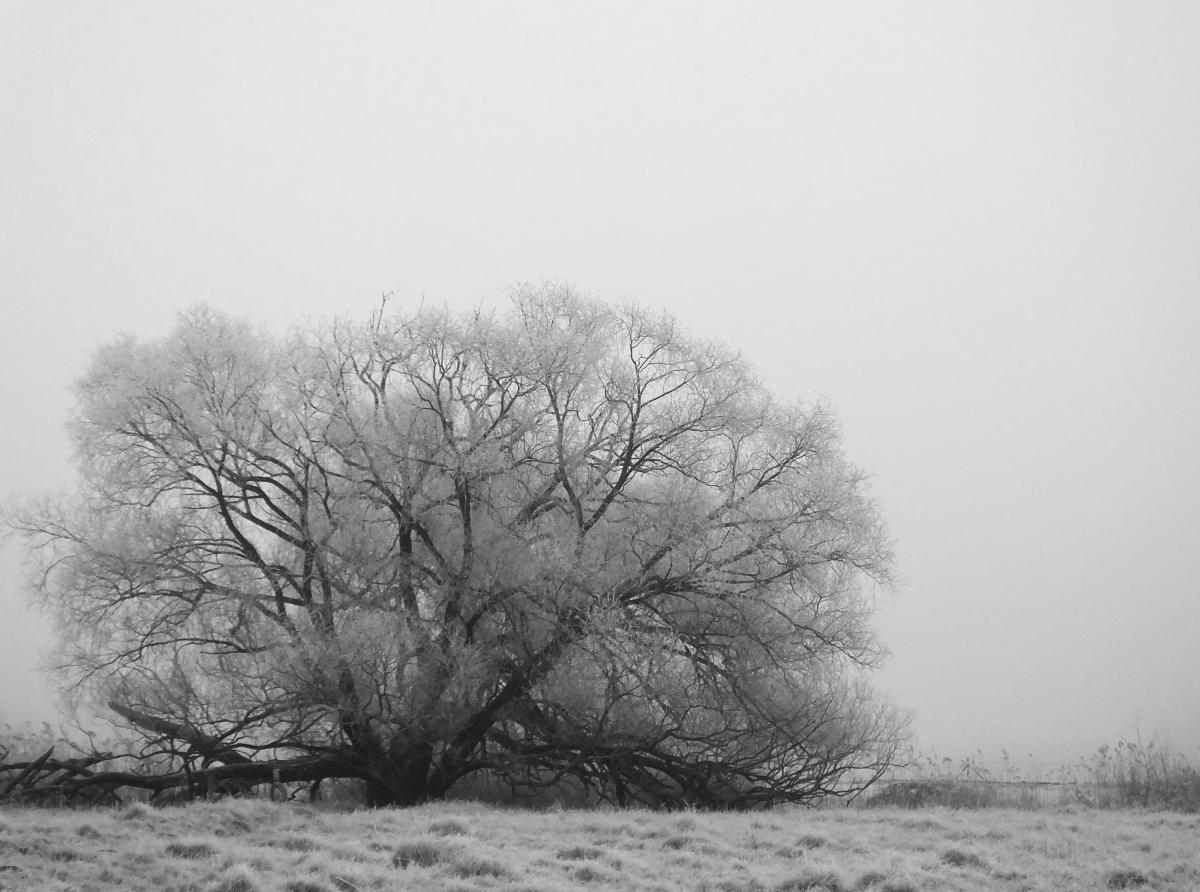 Koncz-Bisztricz Tamás
