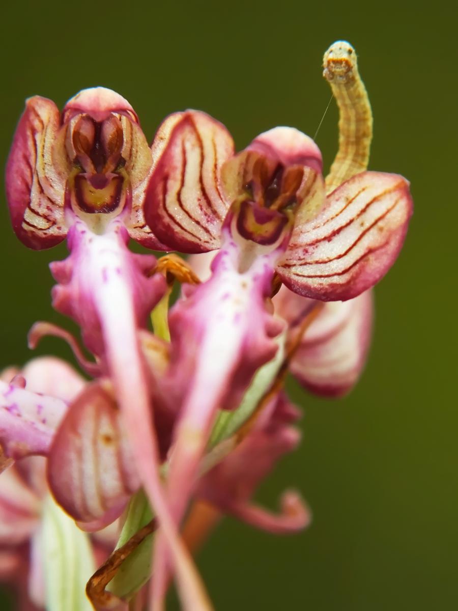 Koncz-Bisztricz Tamás