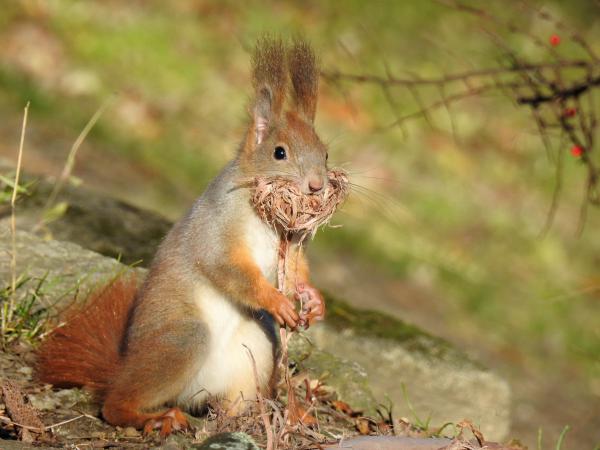 Gellért-hegyi mókus