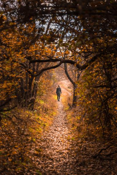 Erdő közepében járok
