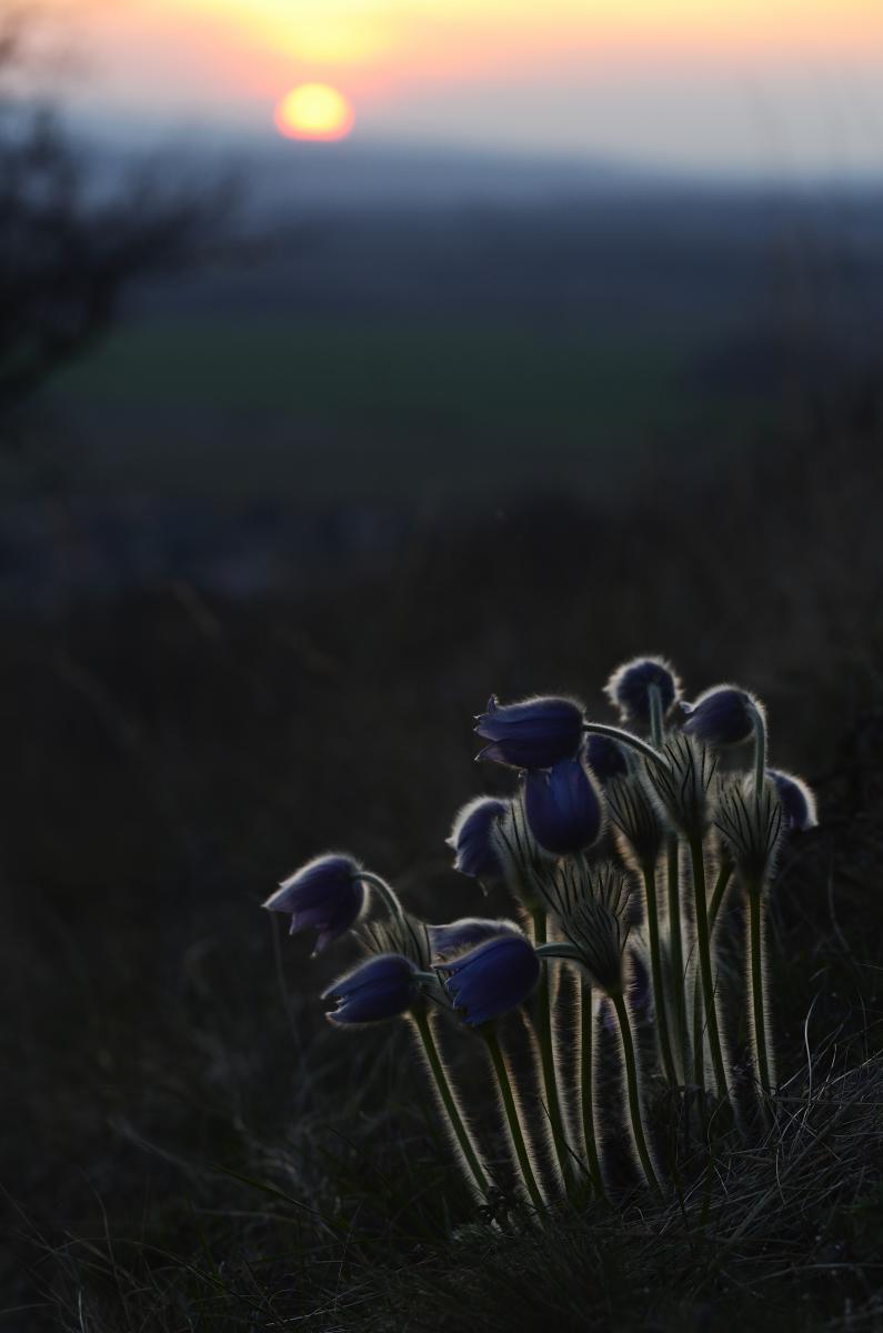 Násfayné Kőházi Mária