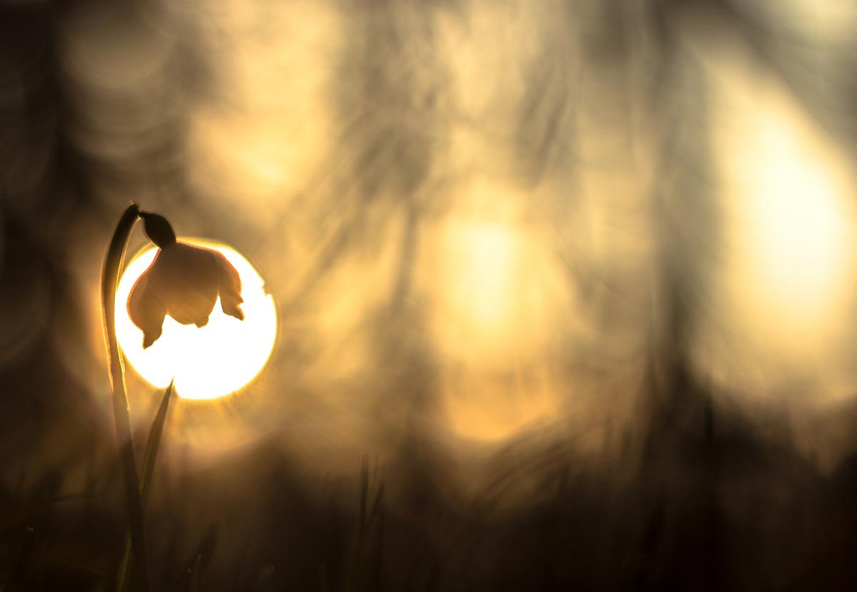 Erdélyiné Csorba Edit