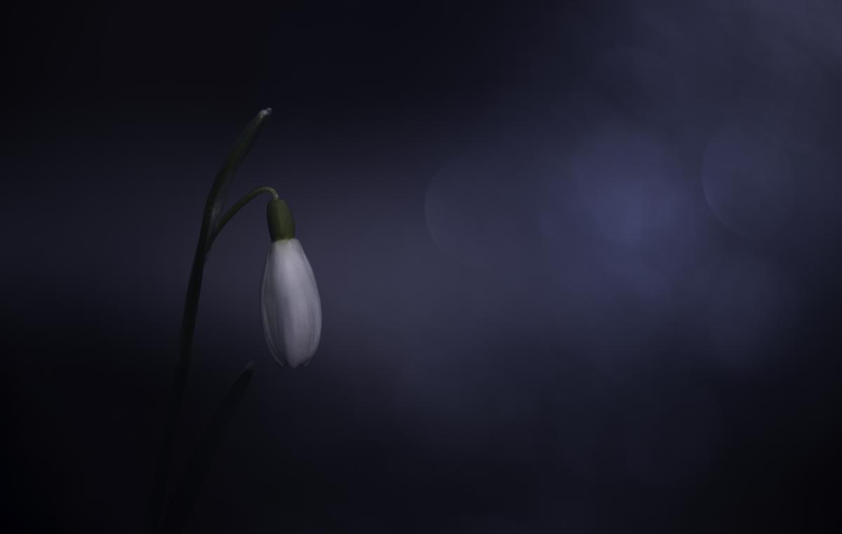 Darányiné Bakos Éva