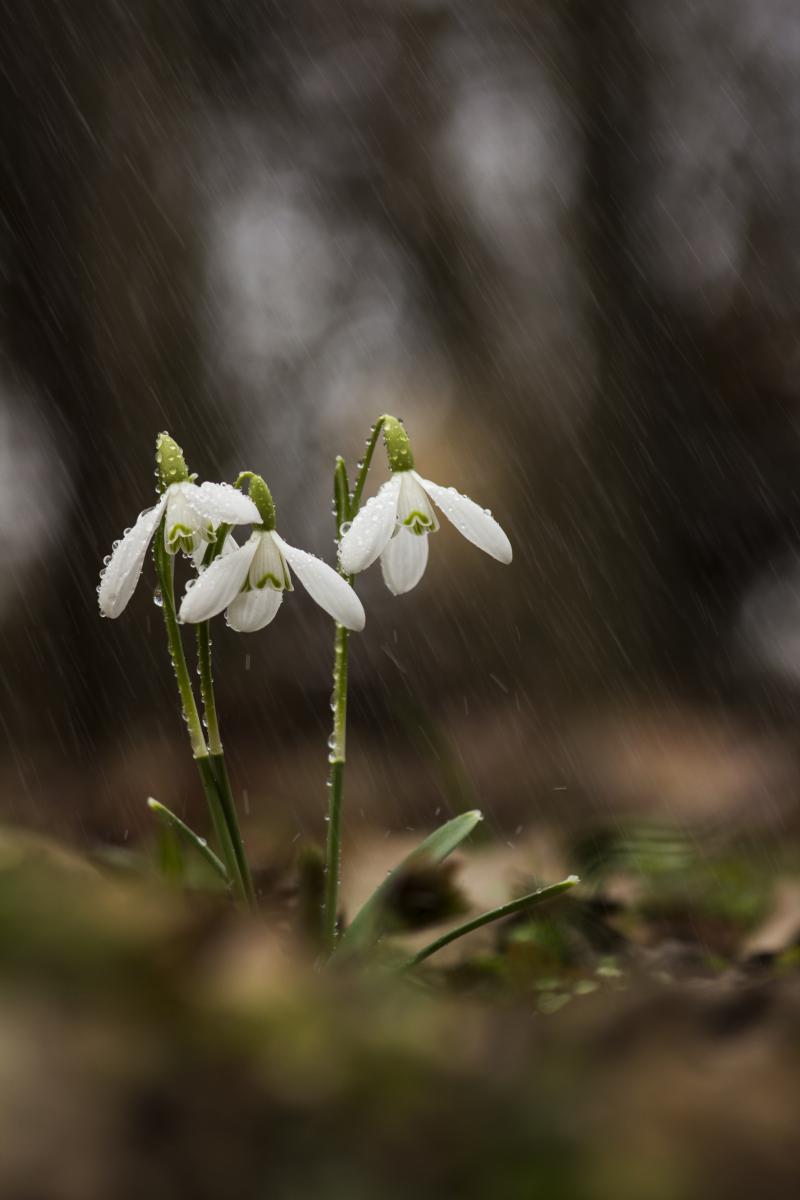 Kovács-Udvari Judit