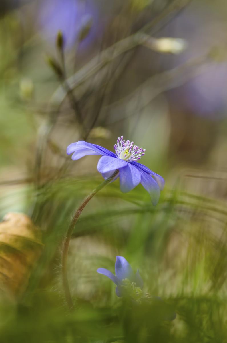 Berkesi Ágota Mirjam