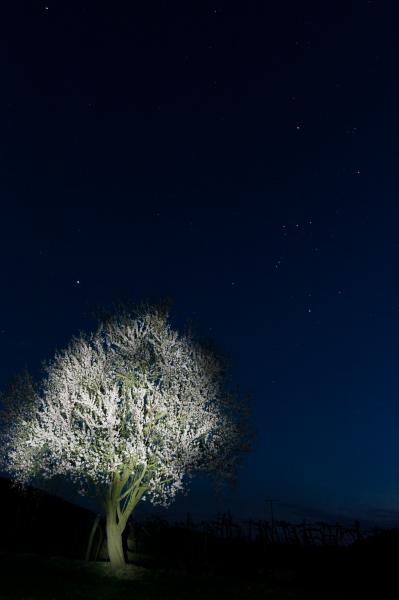 Mandulavirág és Orion