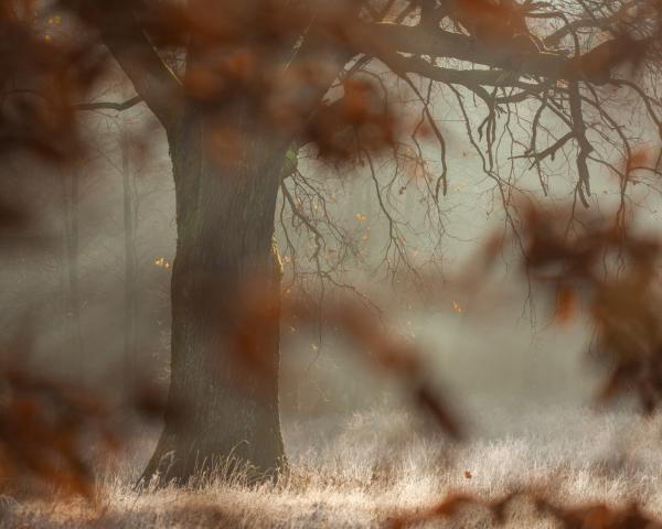 Ha ez az öreg tölgy mesélni tudna...