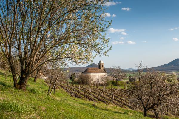 Tavasz a szőlőhegyen