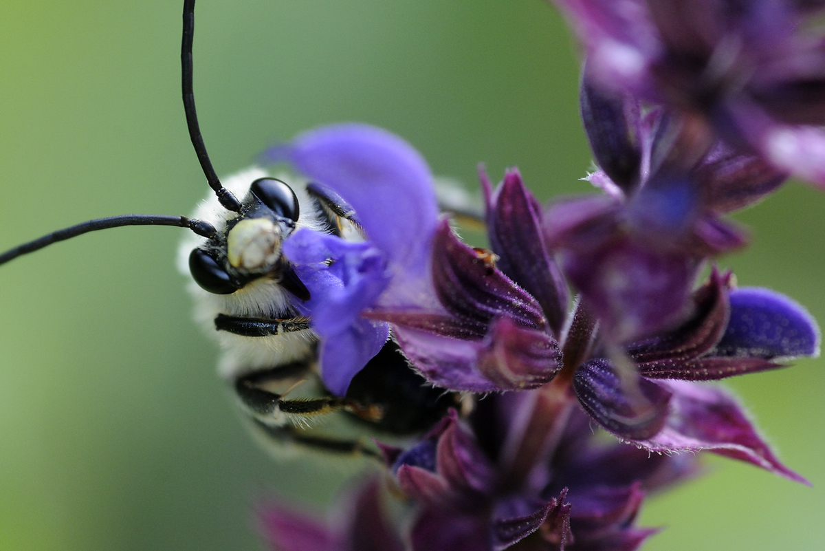 Násfayné Kőházi Mária
