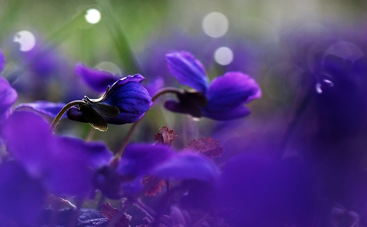 Gaál Zoltán Péter