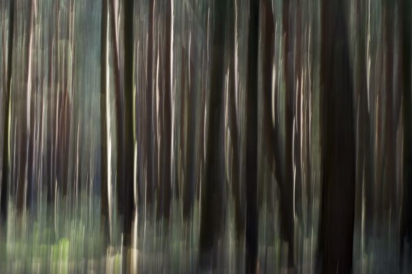 Fenyőerdő napsütésben