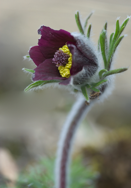 Pulsatilla pratensis subs