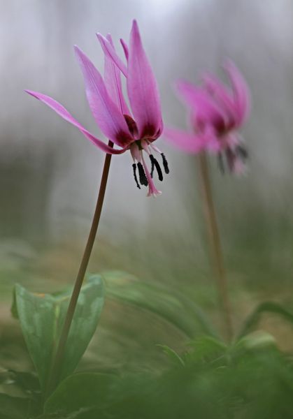 Kakasmandikó