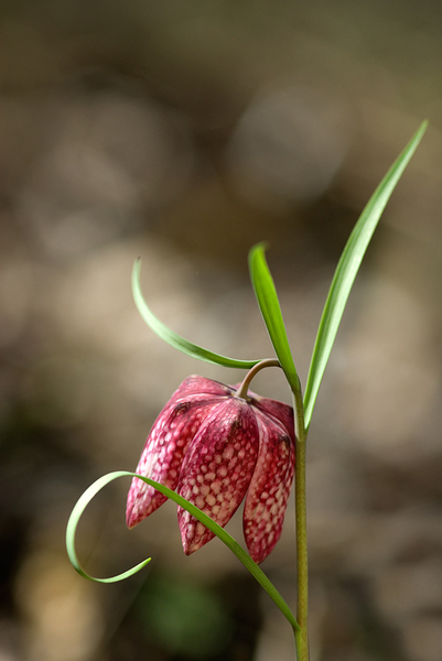 Fritillaria meleagris