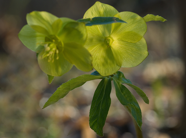 Helleborus odorus