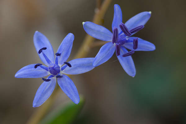 Scilla vindobonensis