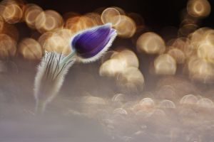 Tavasztündér Tavasztündér