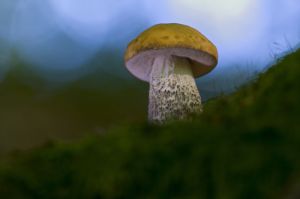 Az erdő mélyén Az erdő mélyén