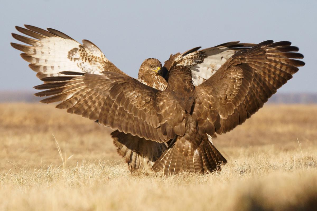 Kalmár Lajos Gábor