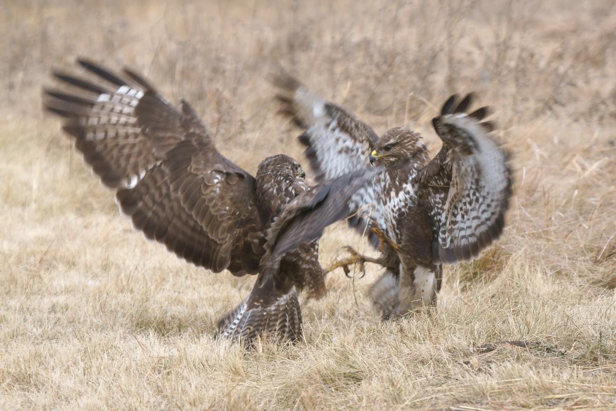 Kalmár Lajos Gábor