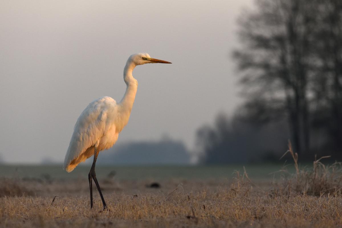 Násfayné Kőházi Mária