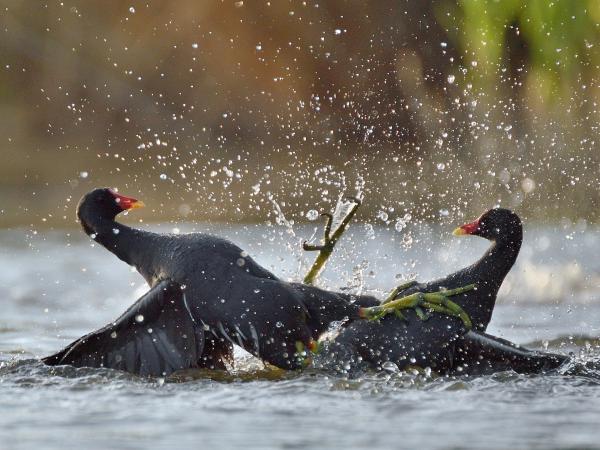 Én táncolnék veled!