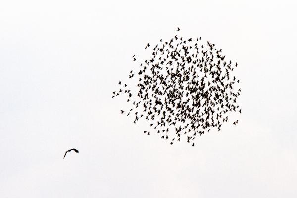 Vadakat terelő juhász