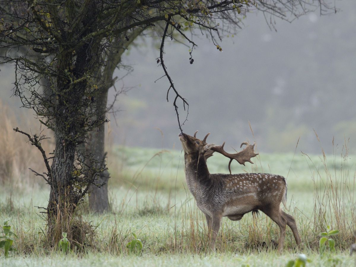 Násfayné Kőházi Mária