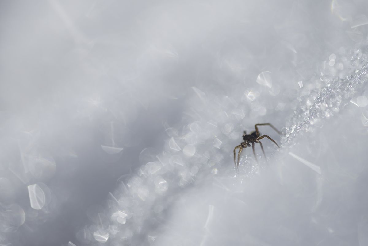 Darányiné Bakos Éva