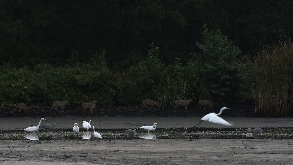 Násfayné Kőházi Mária
