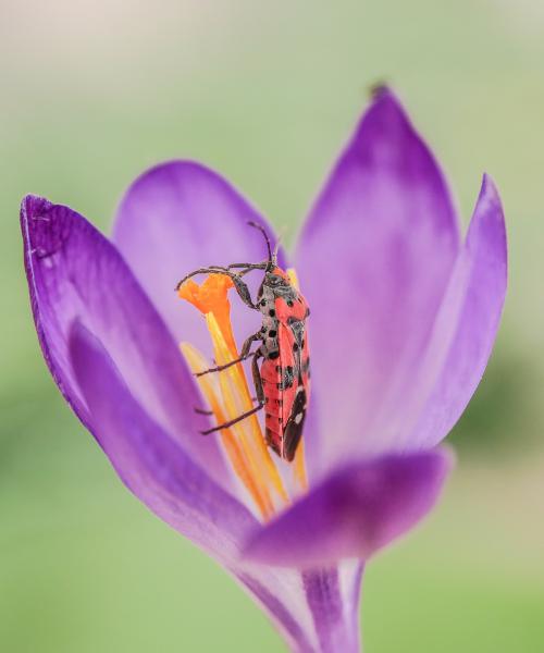 Fókuszban a krókuszban