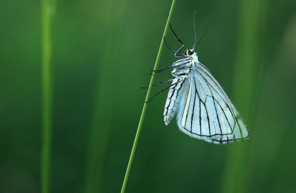 Képfelező araszolólepke